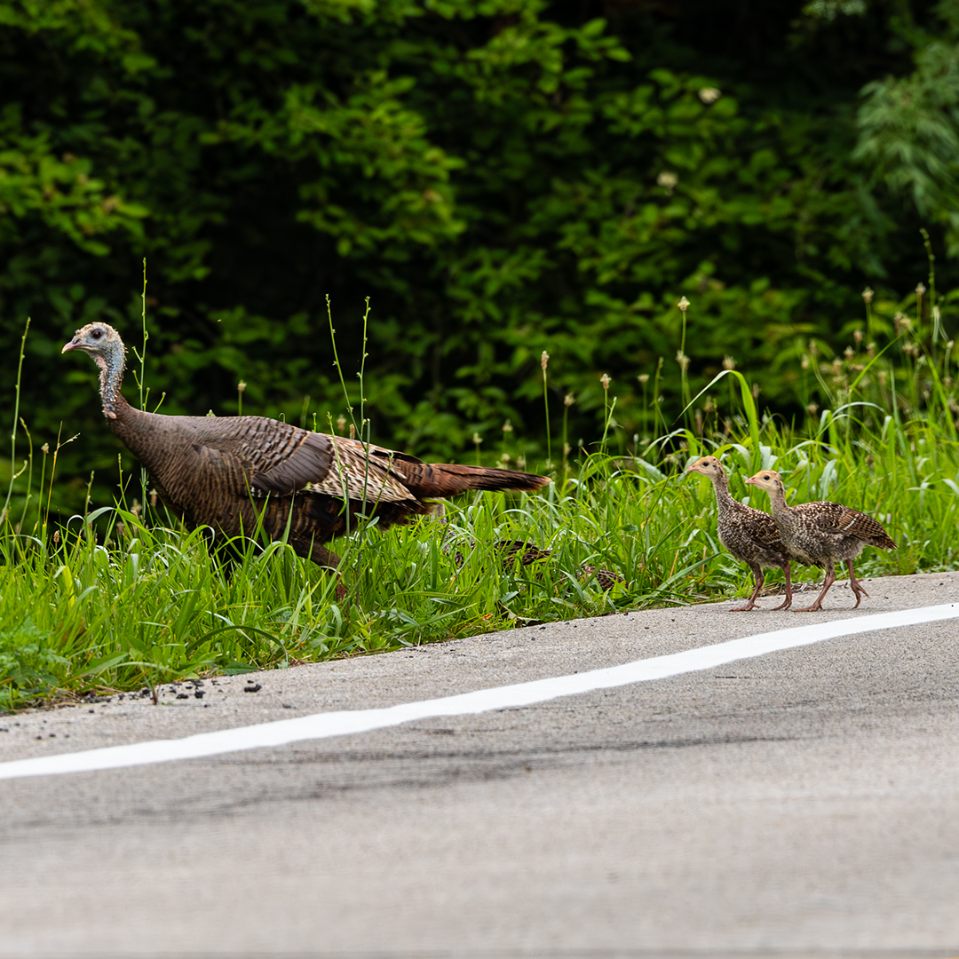 Turkey poults on the edge of a road